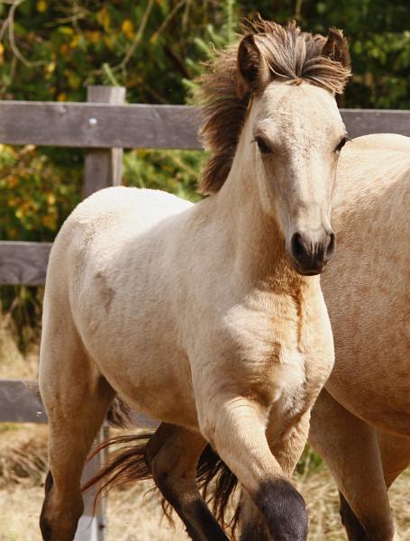 Teitur von Heidmoor c.jpg